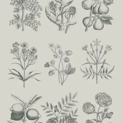 Whimsical Botanical Drawing