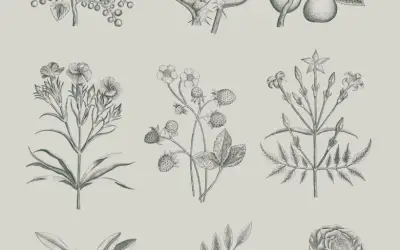 Whimsical Botanical Drawing