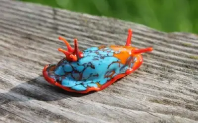 Sea Slug Ornaments