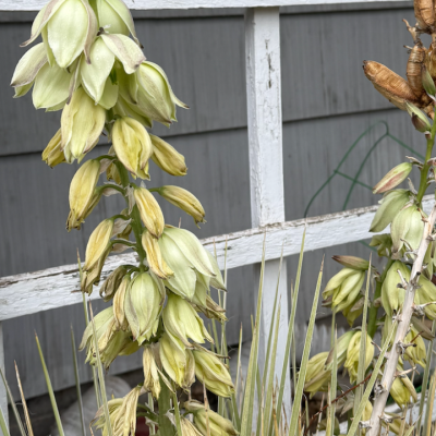 Yucca Processing Class